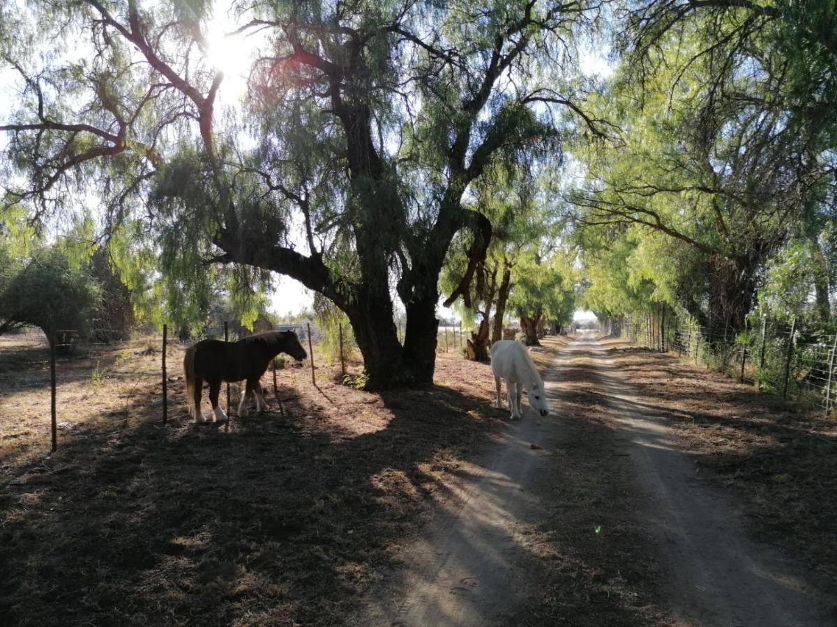 Hotel Doornfontein Guest Farm Cradock Exteriér fotografie